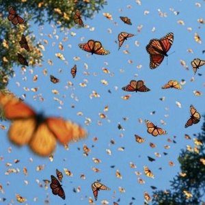 Meet your Posher, Martha